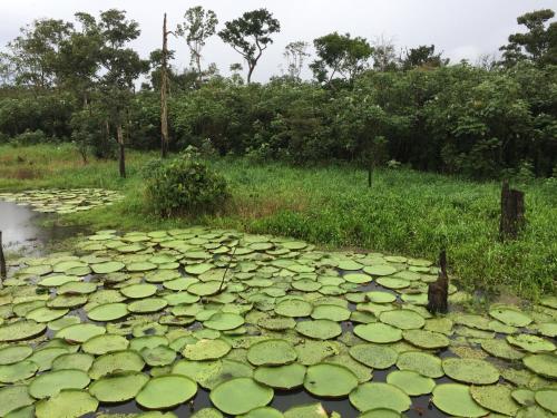 a bunch of lily pads in a pond at Amazon Private Tours Jungle Lodge in Manacapuru
