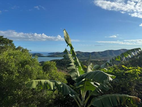 a banana tree with mountains in the background at Villa Californienne proche Nouméa in Païta