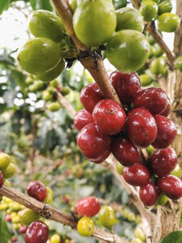 a bunch of green and red fruits on a tree at Casa Laureles in Filandia