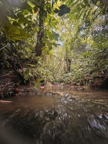 a stream in the middle of a jungle with trees at Casa Laureles in Filandia