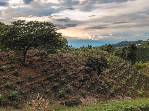 a field with a tree on top of a hill at Casa Laureles in Filandia