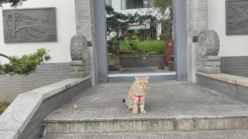 a cat sitting on the steps of a building at Huiyuan Mansion Guangzhou in Guangzhou