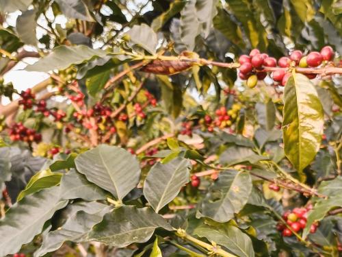 a bunch of red berries on a tree with leaves at Casa Laureles in Filandia