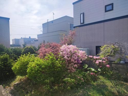 札幌市にあるMoio Homestayのピンクの花が咲く庭園