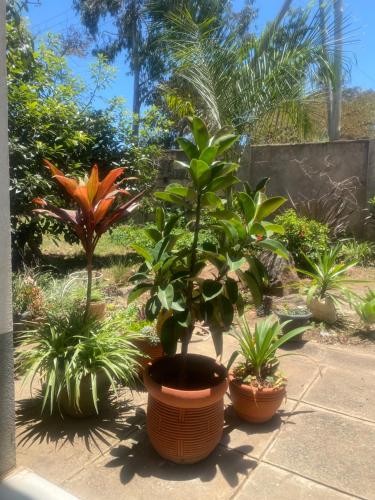 un groupe de plantes en pots sur un patio dans l'établissement Pareiyo Residency, à Nairobi