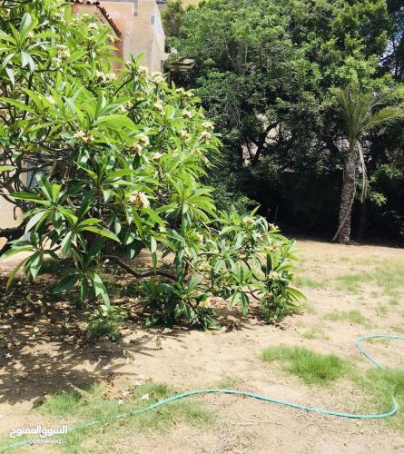a green hose laying on the ground next to a bush at Beautiful North Coast Family Villa with Pool, Just Minutes from the Sea in El Delr