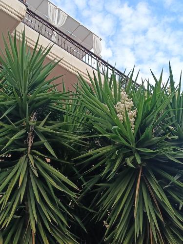 two palm trees in front of a building at Beb dragonara in Torremaggiore