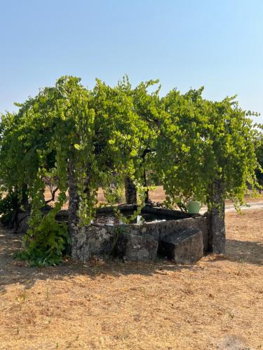 a group of apple trees in a field at Bungalow Quinta Sete Charós in Nisa