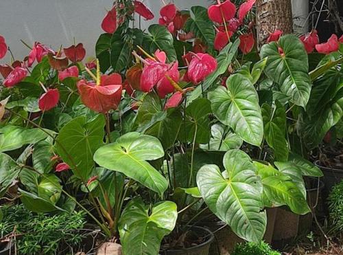 Aed väljaspool majutusasutust The Nature Resort