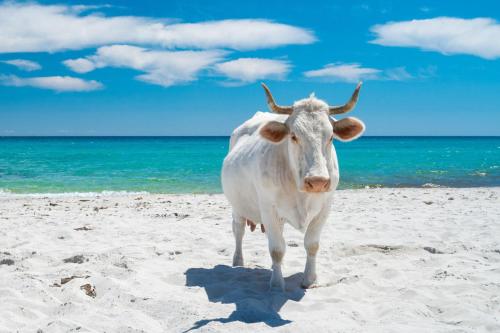 a cow standing on a sandy beach near the ocean at Miluna Affittacamere in Siniscola