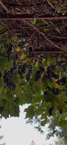 a bunch of grapes hanging from a vine at Apartament tatarski PARKING! in Przemyśl