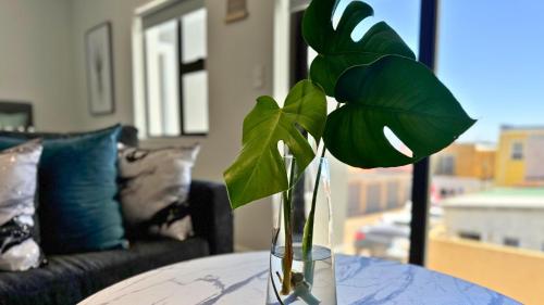 a green plant in a vase on a table at Obs Centre The Lookout in Cape Town