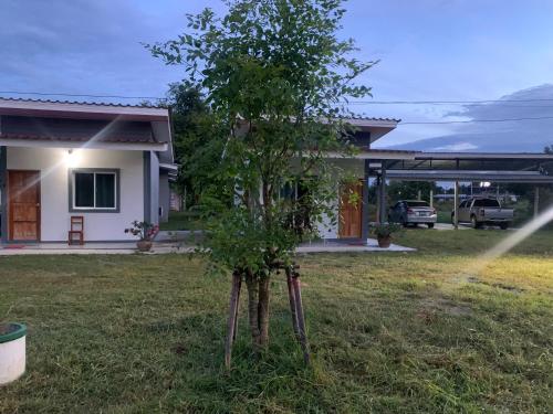 a small tree in the yard of a house at KHUN CHUAT'S HOUSE in Ban Nong Ben