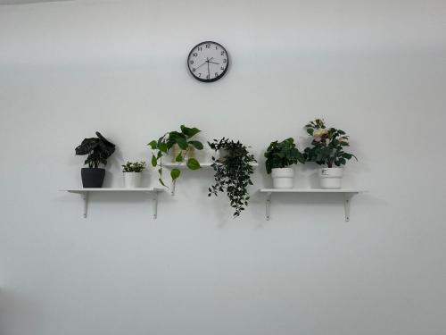 three shelves with plants on a wall with a clock at Newly Furnished, Bright and Spacious Studio in France Cluster, International City in Dubai