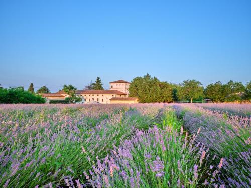 a field of lavender with a house in the background at AGRITURISMO COLOMBARE TEBOI in Lazise