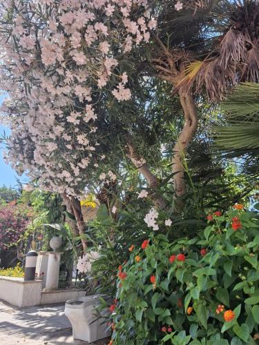 Foto dalla galleria di Hotel Lo Smeraldo a Ventotene