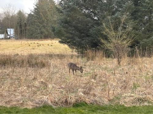 a deer standing in a field of tall grass at Holiday Home Marla - 1-1km from the sea by Interhome in Bindslev