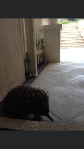 a hedgehog walking on the floor of a building at Blackstone Lakeside 4 Bedrooms 2 Bathrooms in Hadspen