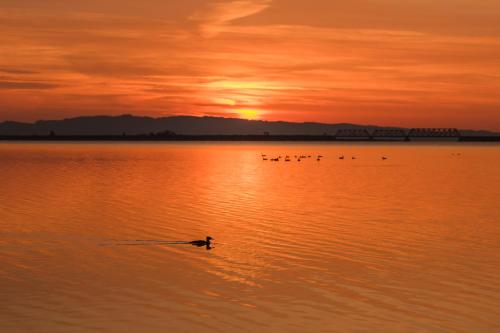 a duck swimming in the water at sunset at Chalets du bout du monde in Gaspé