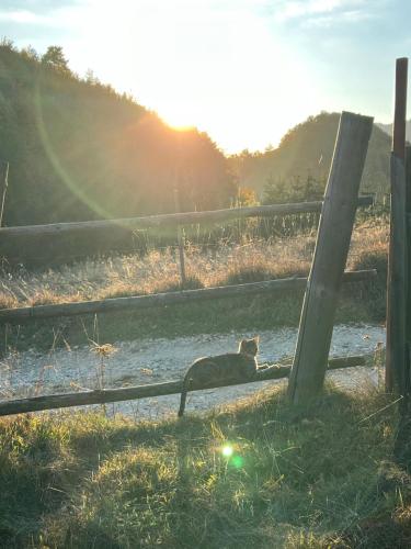 a cat sitting in the grass next to a fence at Artem Chalet in Ciocanu