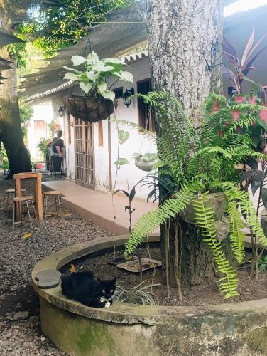 a black and white cat laying in a water fountain at Hermoso Palomino in Palomino