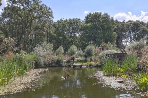 two ducks swimming in a pond in a park at Reijgershof Art Deco Room with private bathroom in Amsterdam