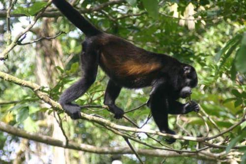 Galería fotográfica de Cabaña Parque Diriá en Santa Cruz