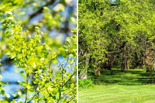 two pictures of a park with trees and grass at 10787-Ulfborg-Graevlingevej-10 in Øhuse