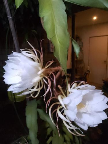two white flowers on a plant at Hermoso Palomino in Palomino