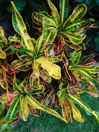 a group of plants sitting on the ground at Hermoso Palomino in Palomino