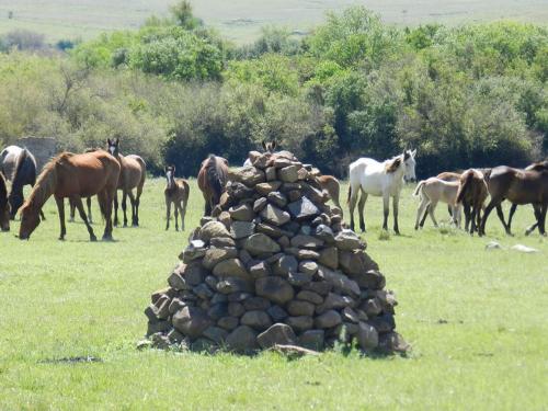 a group of horses standing around a pile of rocks at Alquimia Posada in Guichón