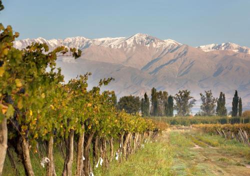 a row of trees with mountains in the background at Postales by DOT Boutique in Colonia Las Rosas
