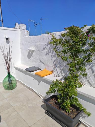 a bonsai tree sitting on top of a white wall at Isensi Luxury Suite Trani in Trani