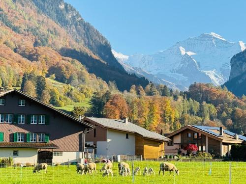 a group of animals grazing in a field in front of mountains at S&P Mountain View Apartment 2 in Wilderswil