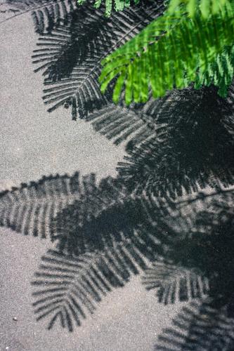 a shadow of a plant on the ground at Golden Bay Galapagos in Puerto Baquerizo Moreno