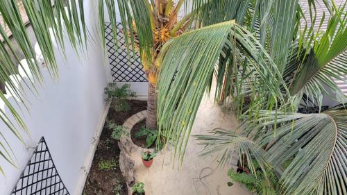 a garden with palm trees and a fence at Dhow House in Bagamoyo