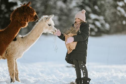 a woman feeding a llama and a dog in the snow at Ferienwohnung Bergblick in Gallzein