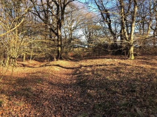a path in a wooded area with trees and leaves at 6 person holiday home in Roslev in Roslev
