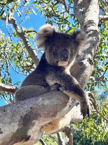 Animales en la casa o chalet o alrededores