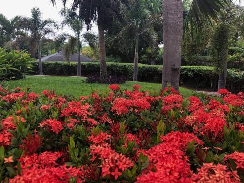 a garden of red flowers with palm trees in the background at Massive Cherry Garden Home in Cherry Garden