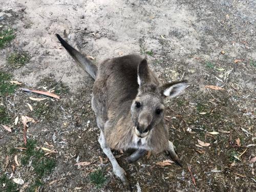 a kangaroo sitting on the ground at Kookaburra Retreat in Halls Gap