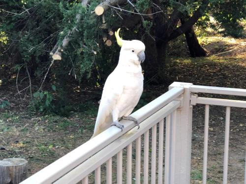a white parrot sitting on a fence at Kookaburra Retreat in Halls Gap