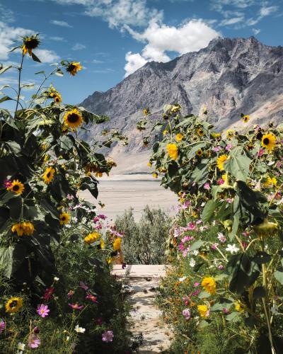 a field of sunflowers in front of a mountain at Dera Lamsa Resort Shigar in Shigar