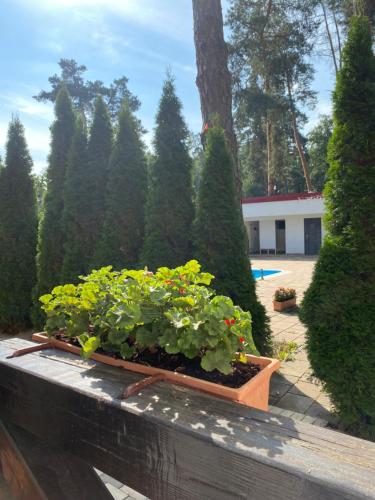 a garden with a bunch of plants and trees at Taverna in Romankiv
