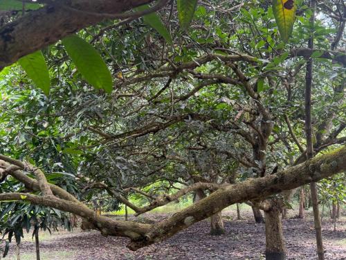 Un jardín fuera de Aam Bagan