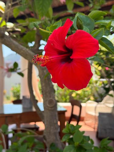 a red flower is hanging from a tree at JERA Holiday Collection VULCANO TRE - Sea View in Vulcano