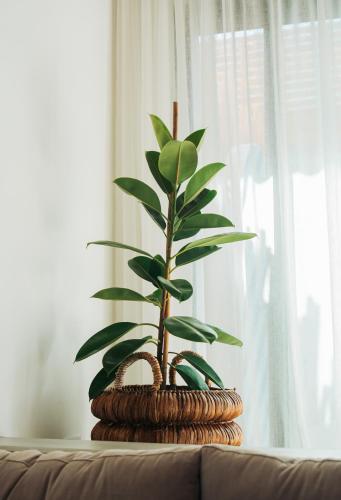 a plant in a basket sitting on top of a couch at Searenity Villas in Rivière Noire