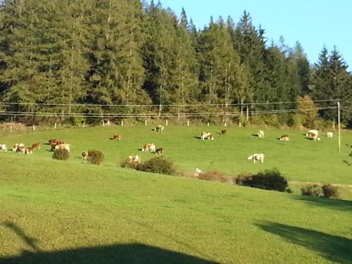 a herd of cows grazing in a field at Urlaub am Bauernhof Familie Rößler vlg. Spor in Pöls