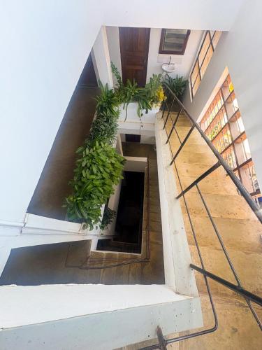 a stairway with plants in a building at Flamingo Guest House in Zanzibar City