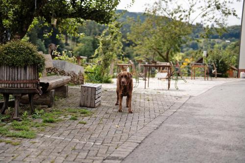 a brown dog standing on a sidewalk next to benches at Ruhbauernhof in Kirchzarten